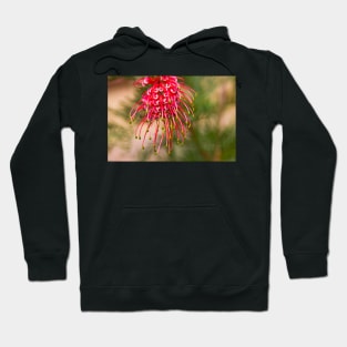 Grevillea, Australian Native Flora Hoodie